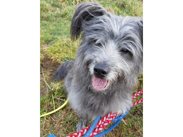 Hundetreffen 2019 im Allgäu (12)